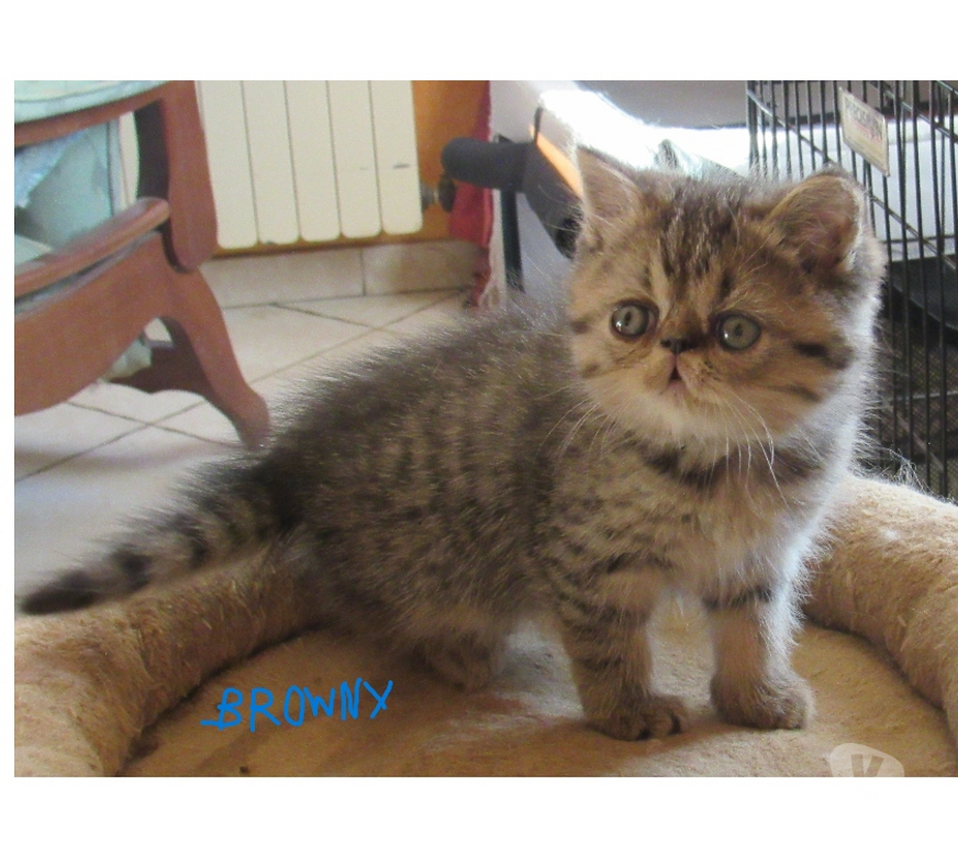 Vente Haute-Loire Javaugues - 43100 - Photos Vivastreet A RESERVER CHATON EXOTIC SHORTHAIR MALE LOOF