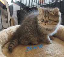 Photos Vivastreet A RESERVER CHATON EXOTIC SHORTHAIR MALE LOOF