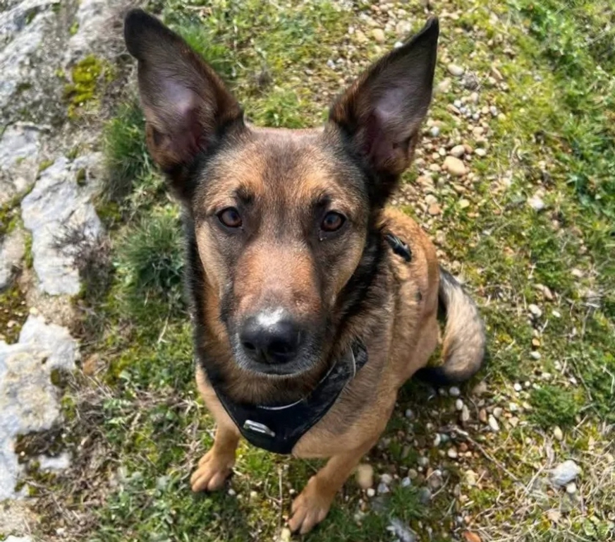 Vente Drôme St Marcel les Valence - 26320 - Photos Vivastreet BAKO, malinois 6 ans cherche sa famille pour la vie !