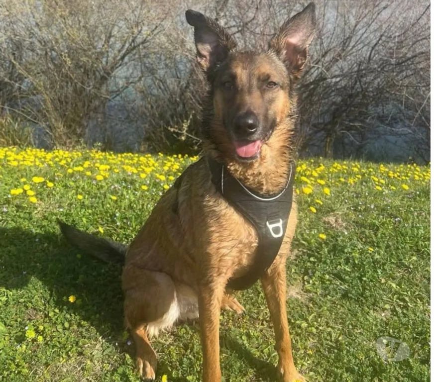 Vente Drôme St Marcel les Valence - 26320 - Photos Vivastreet BAKO, malinois 6 ans cherche sa famille pour la vie !