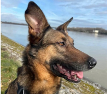 Photos Vivastreet BAKO, malinois 6 ans cherche sa famille pour la vie !