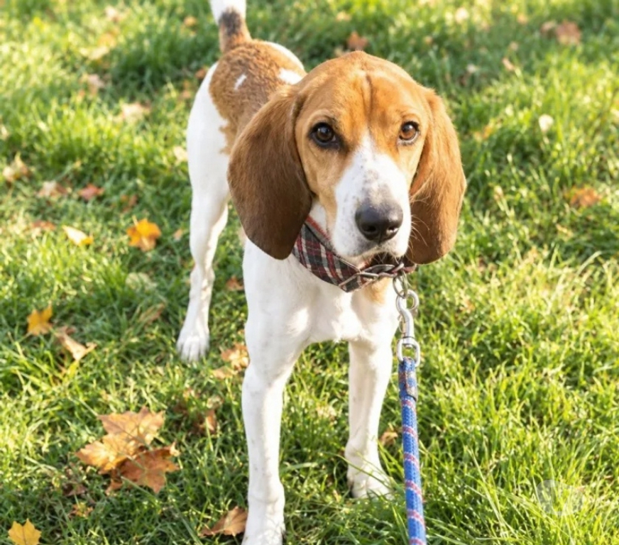 Vente Isère Cognin les Gorges - 38470 - Photos Vivastreet TROPICO beagle de 4ans cherche sa famille pour la vie !