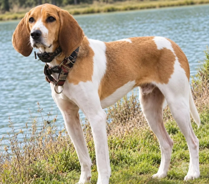 Vente Isère Cognin les Gorges - 38470 - Photos Vivastreet TROPICO beagle de 4ans cherche sa famille pour la vie !