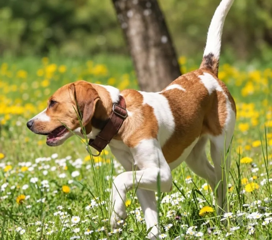 Vente Isère Cognin les Gorges - 38470 - Photos Vivastreet TROPICO beagle de 4ans cherche sa famille pour la vie !
