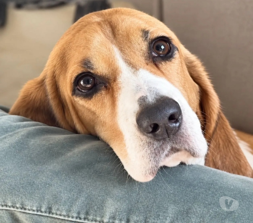 Vente Isère Cognin les Gorges - 38470 - Photos Vivastreet TROPICO beagle de 4ans cherche sa famille pour la vie !