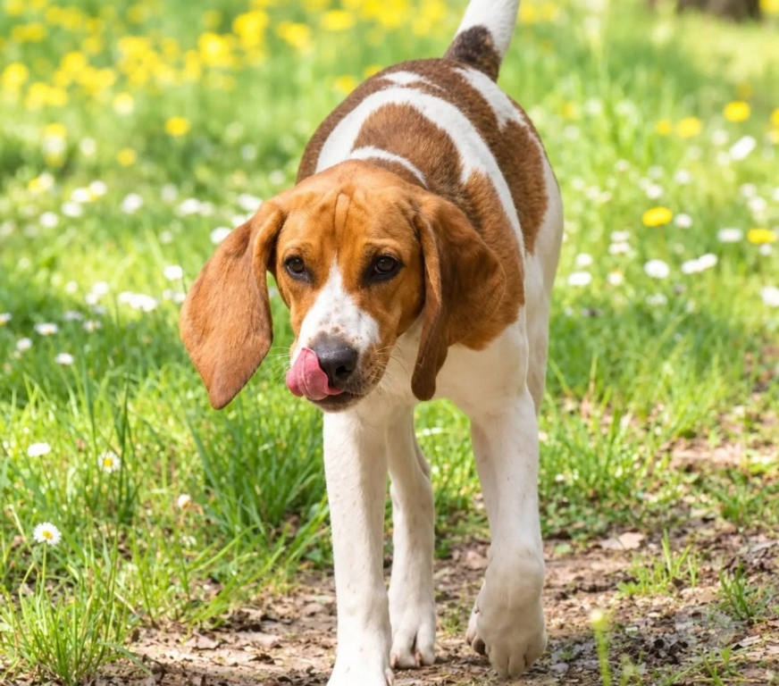 Vente Isère Cognin les Gorges - 38470 - Photos Vivastreet TROPICO beagle de 4ans cherche sa famille pour la vie !