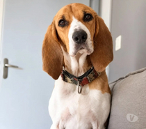 Photos Vivastreet TROPICO beagle de 4ans cherche sa famille pour la vie !