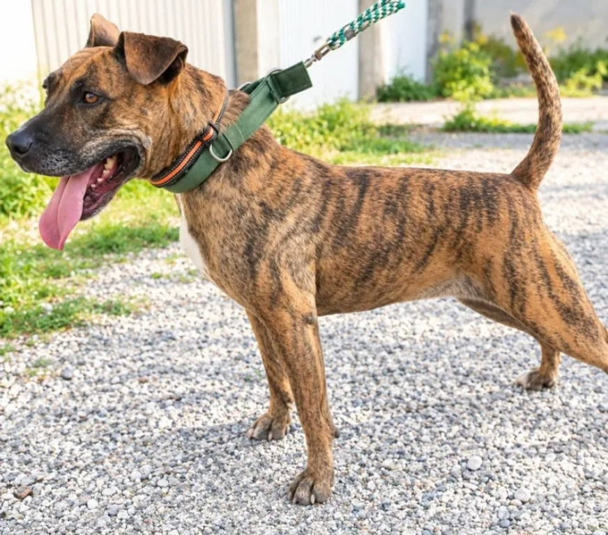 Vente Drôme Romans sur Isere - 26100 - Photos Vivastreet BAGGAH, boxer de 7 ans, cherche sa famille pour la vie !