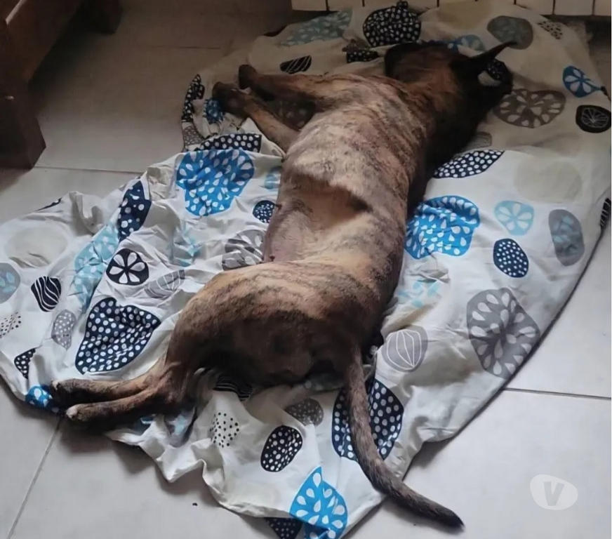 Vente Drôme Romans sur Isere - 26100 - Photos Vivastreet BAGGAH, boxer de 7 ans, cherche sa famille pour la vie !