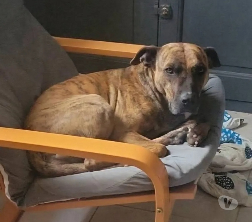 Vente Drôme Romans sur Isere - 26100 - Photos Vivastreet BAGGAH, boxer de 7 ans, cherche sa famille pour la vie !