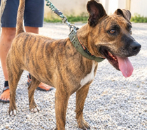 Photos Vivastreet BAGGAH, boxer de 7 ans, cherche sa famille pour la vie !