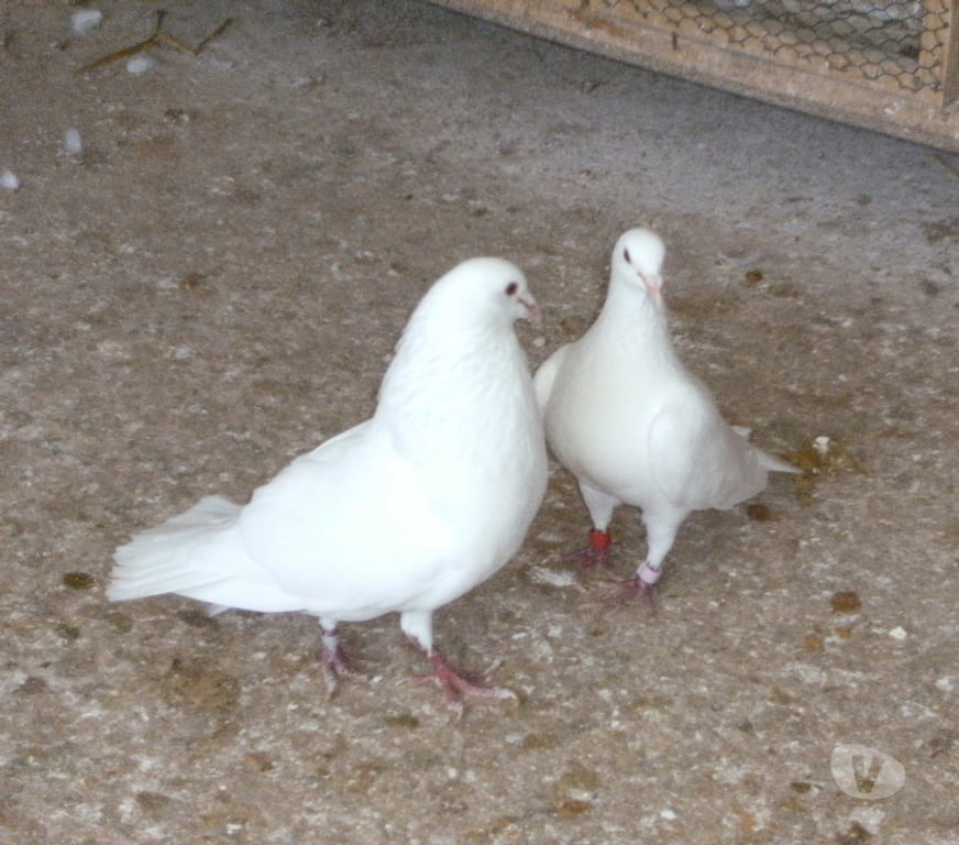 Vente Seine-et-Marne Bagneaux sur Loing - 77167 - Photos Vivastreet Pigeons hubbell blanc