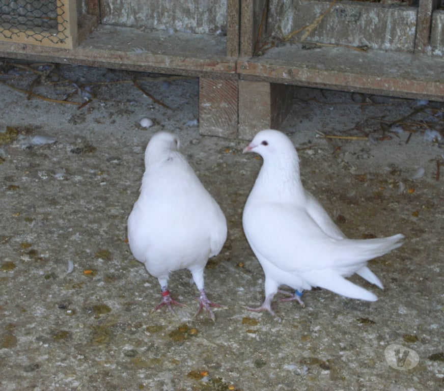 Vente Seine-et-Marne Bagneaux sur Loing - 77167 - Photos Vivastreet Pigeons hubbell blanc