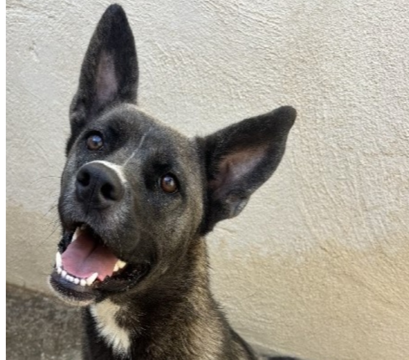 Chien BAKLAVA à l adoption