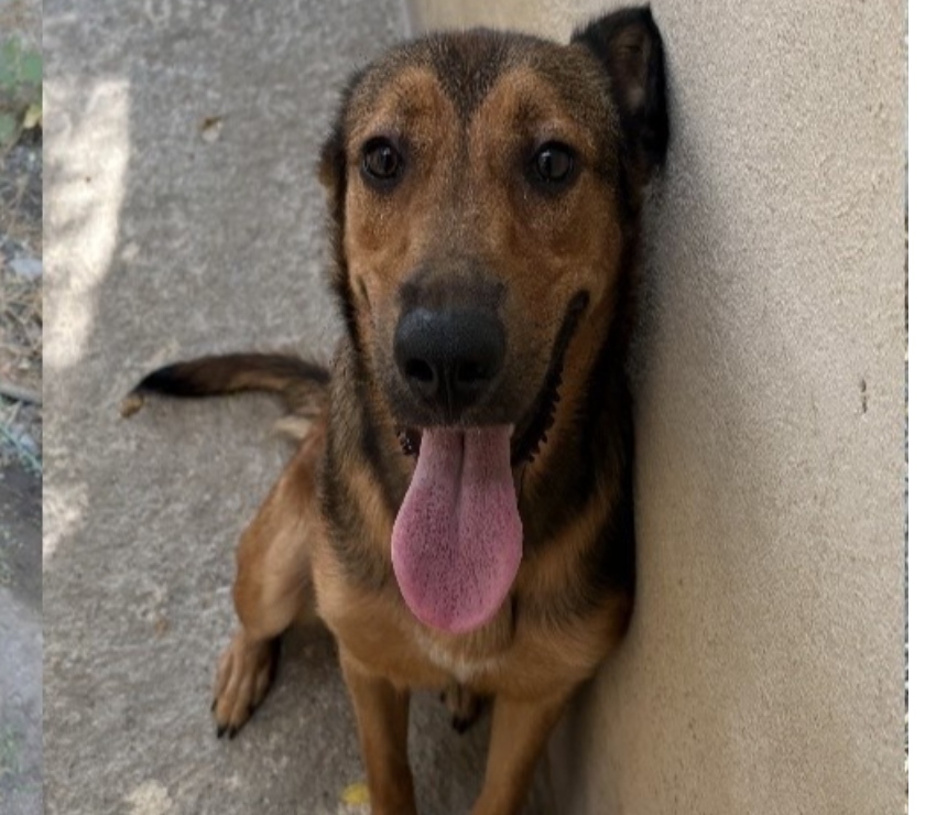 Beziers - Hérault — Chien BIGOUDI à l adoption