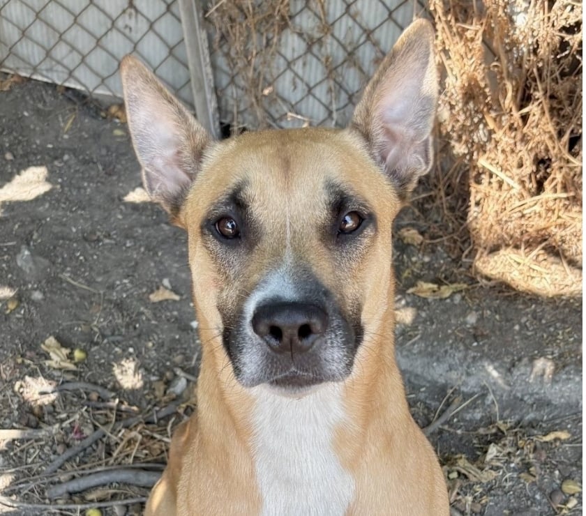 Beziers - Hérault — Chien BELLINE à l adoption