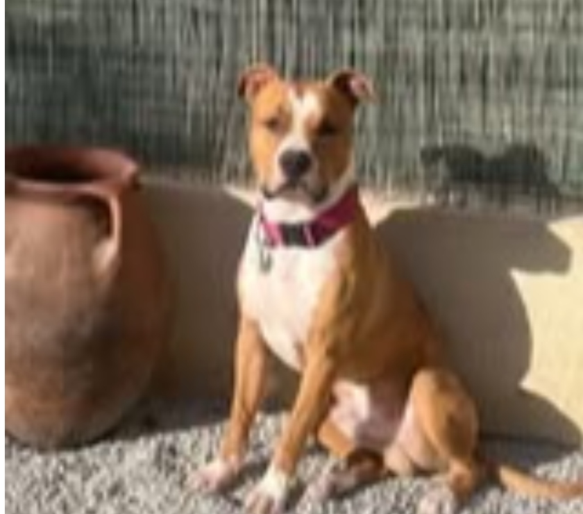 Don animaux Vaucluse Cavaillon - 84300 - Photos Vivastreet Chien ARES à l adoption