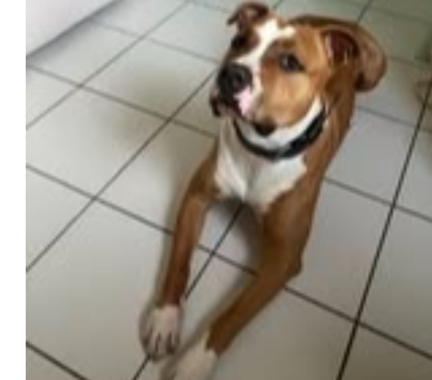 Don animaux Vaucluse Cavaillon - 84300 - Photos Vivastreet Chien ARES à l adoption