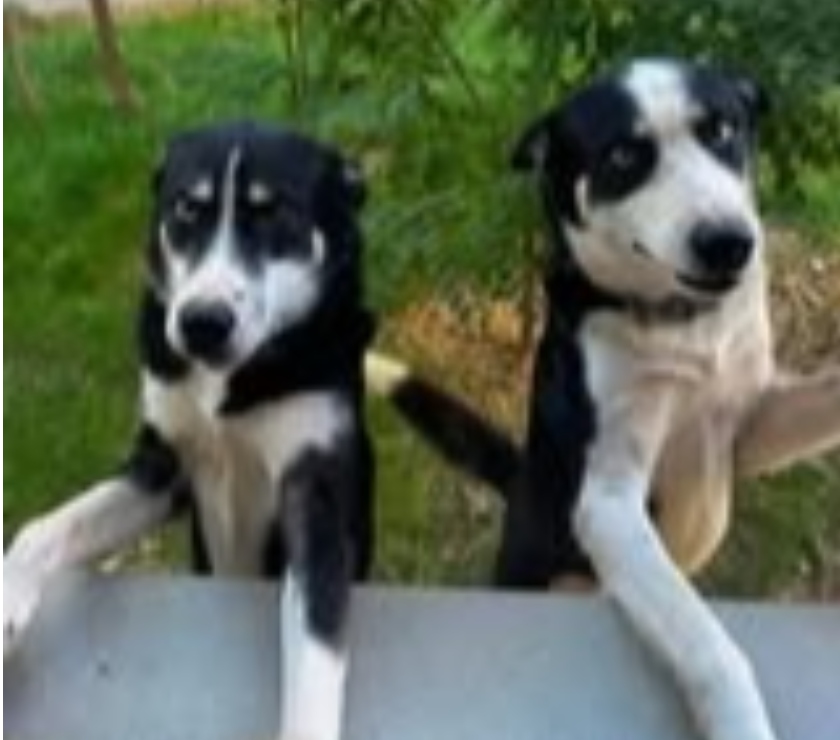 Don animaux Drôme St Restitut - 26130 - Photos Vivastreet Chiens UNOetULYSSE à l adoption