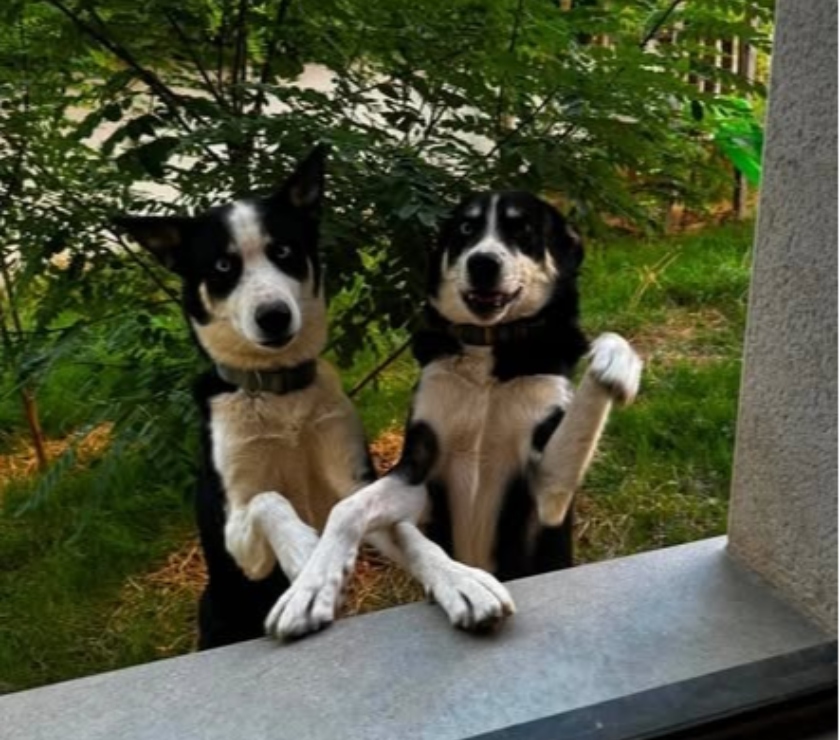 St Restitut - Drôme — Chiens UNOetULYSSE à l adoption