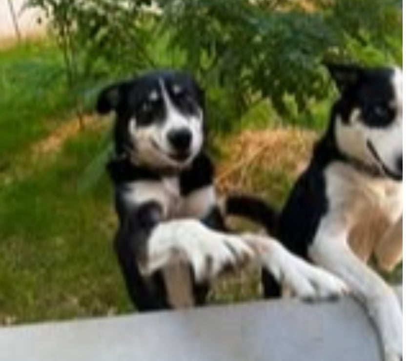 Don animaux Drôme St Restitut - 26130 - Photos Vivastreet Chiens UNOetULYSSE à l adoption