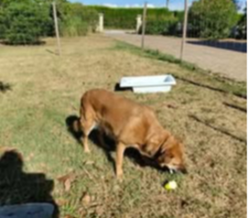 Don animaux Drôme Loriol sur Drome - 26270 - Photos Vivastreet Chien BELLA à l adoption