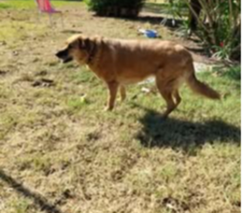 Don animaux Drôme Loriol sur Drome - 26270 - Photos Vivastreet Chien BELLA à l adoption