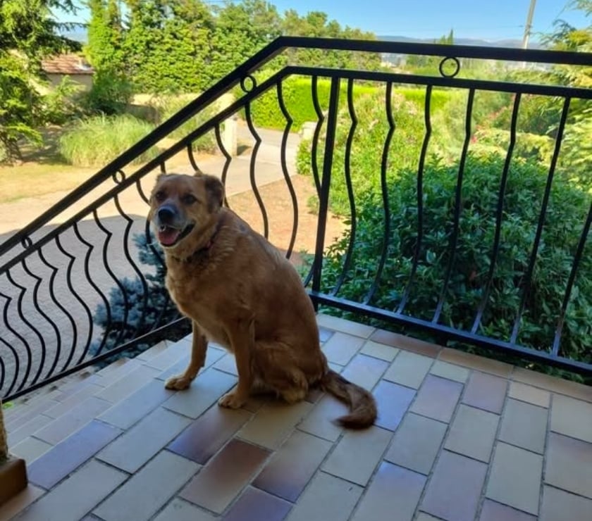 Loriol sur Drome - Drôme — Chien BELLA à l adoption
