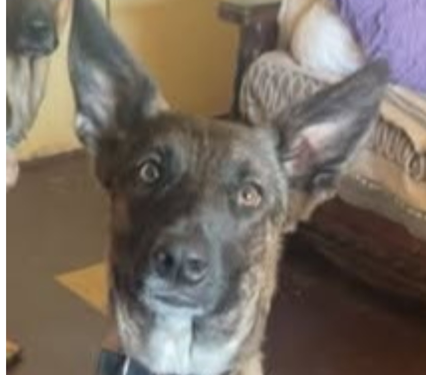 Romans sur Isere - Drôme — Chien TANAHE à l adoption