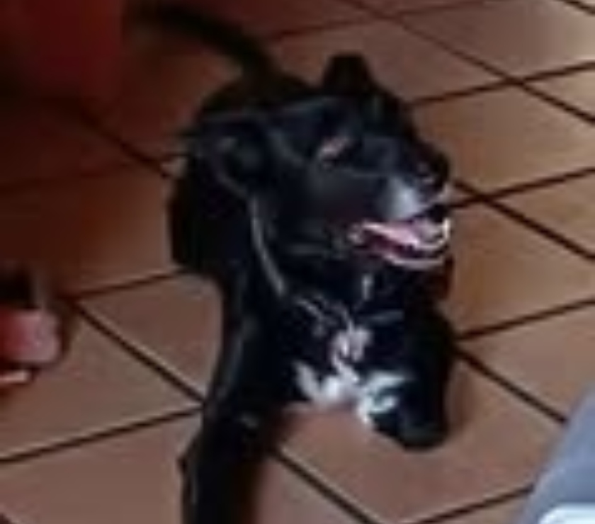 Don animaux Gard Pont St Esprit - 30130 - Photos Vivastreet Chien PATAUD à l adoption