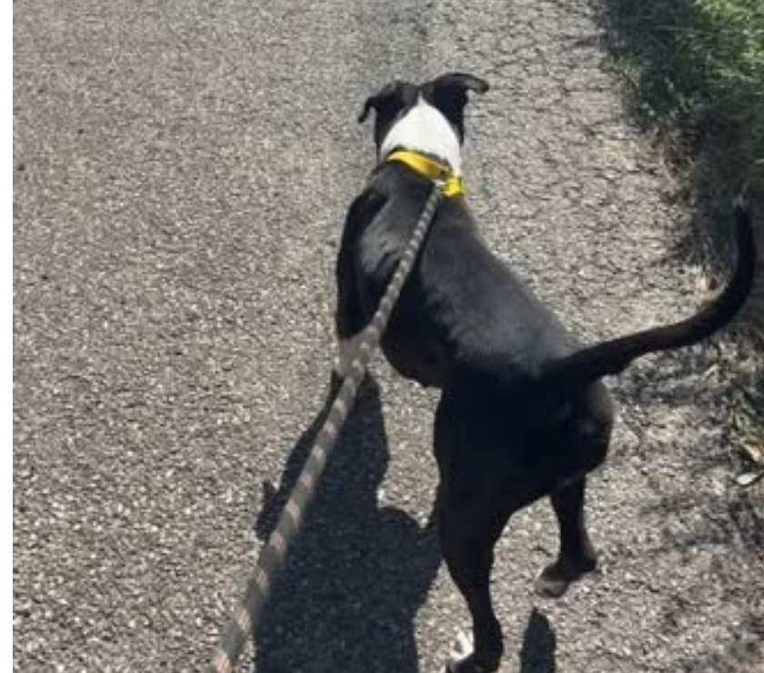 Mirabel aux Baronnies - Drôme — Chien YUNA à l adoption