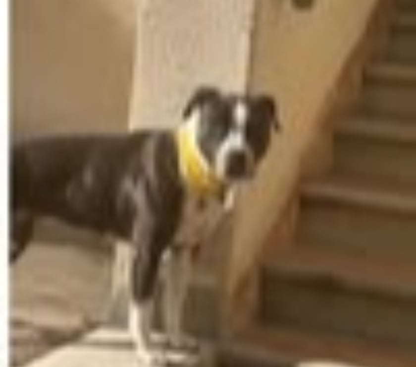 Don animaux Drôme Mirabel aux Baronnies - 26110 - Photos Vivastreet Chien YUNA à l adoption