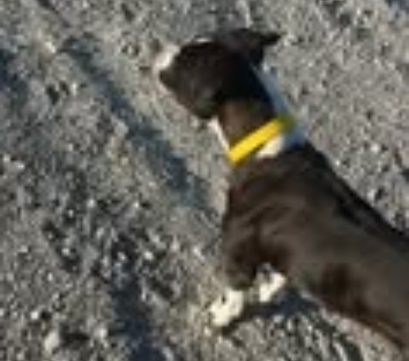 Don animaux Drôme Mirabel aux Baronnies - 26110 - Photos Vivastreet Chien YUNA à l adoption