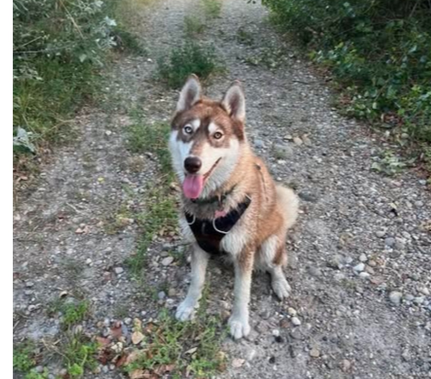 Vallabregues - Gard — Chien AIKA à  l adoption