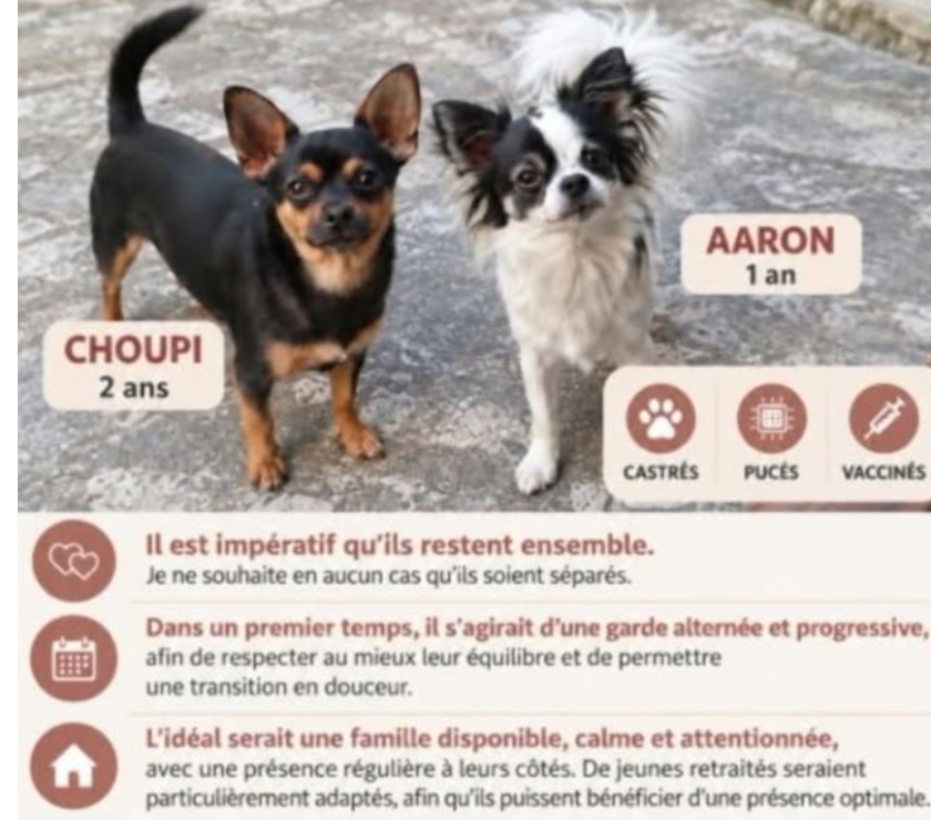 Sauzet - Drôme — Chien CHOUPI et AARON à l adoption
