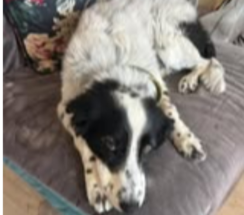 Don animaux Drôme Suze la Rousse - 26790 - Photos Vivastreet Chien VIOLETTA et TRESSIE à l adoption
