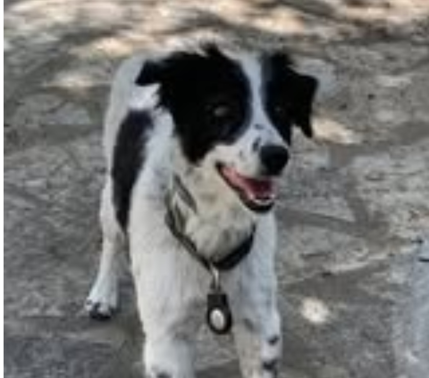 Don animaux Drôme Suze la Rousse - 26790 - Photos Vivastreet Chien VIOLETTA et TRESSIE à l adoption
