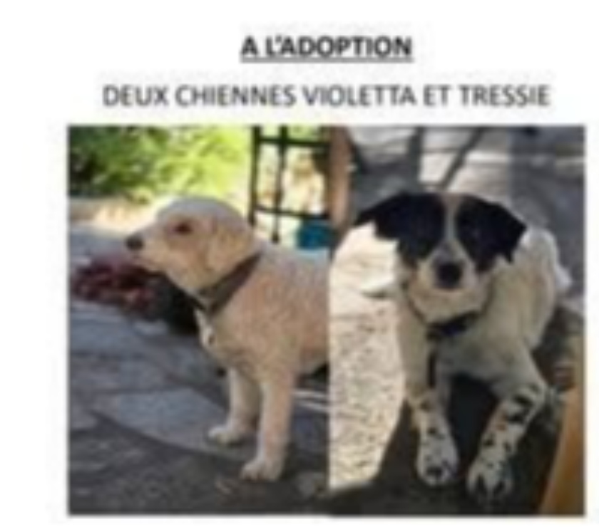Suze la Rousse - Drôme — Chien VIOLETTA et TRESSIE à l adoption