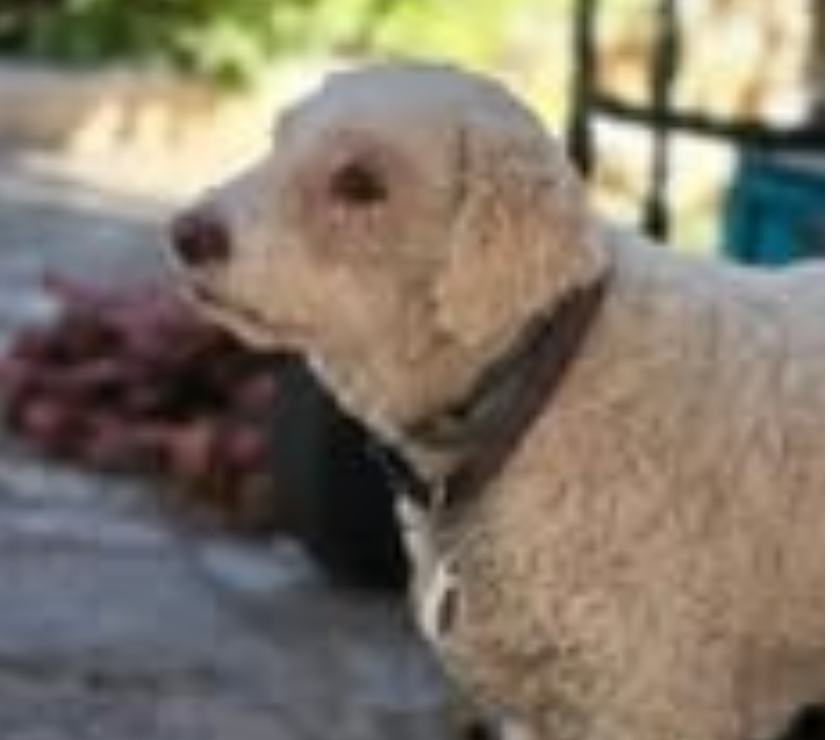 Don animaux Drôme Suze la Rousse - 26790 - Photos Vivastreet Chien VIOLETTA et TRESSIE à l adoption