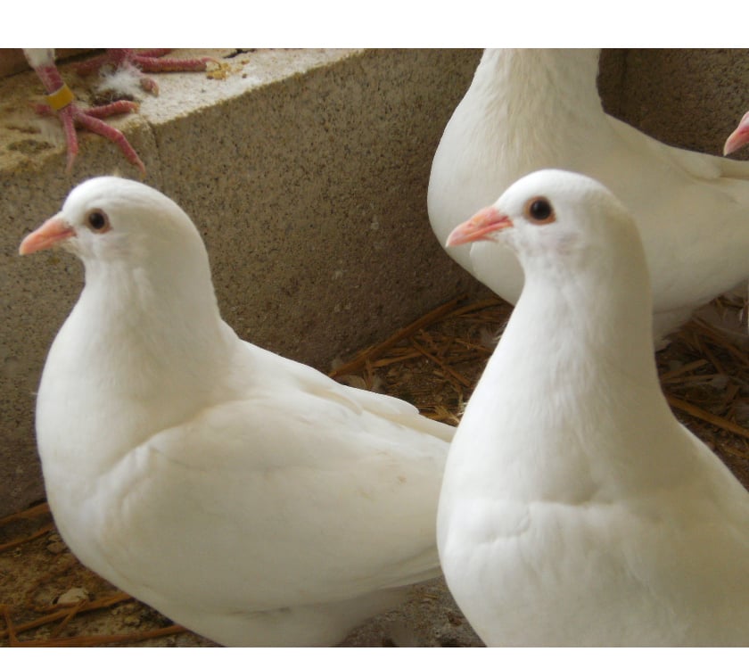 Vente Seine-et-Marne Bagneaux sur Loing - 77167 - Photos Vivastreet Pigeons reproducteurs hubbell blanc
