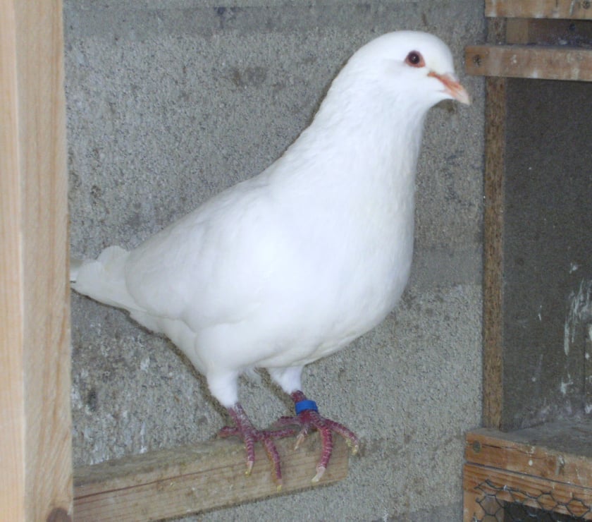 Bagneaux sur Loing - Seine-et-Marne — Pigeons reproducteurs hubbell blanc
