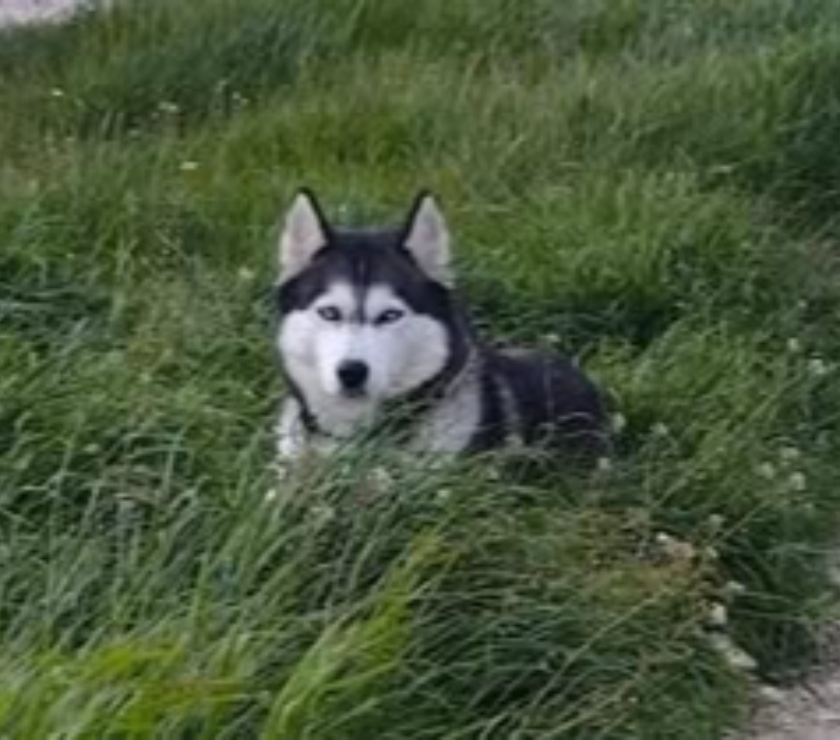 Don animaux Drôme La Laupie - 26740 - Photos Vivastreet Chien MAYA à l adoption