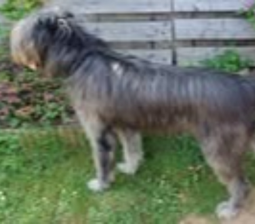 Don animaux Ardèche Davezieux - 07430 - Photos Vivastreet Chien UKO à l adoption