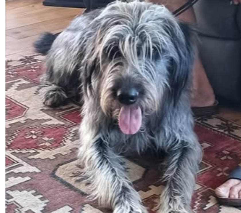 Davezieux - Ardèche — Chien UKO à l adoption