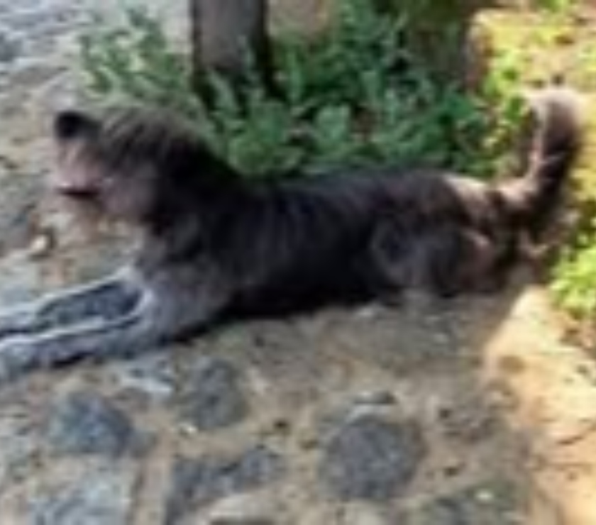 Don animaux Ardèche Davezieux - 07430 - Photos Vivastreet Chien UKO à l adoption