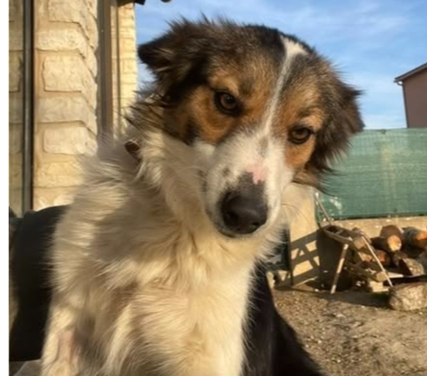 Gargas - Vaucluse — Chien TIYA à l adoption