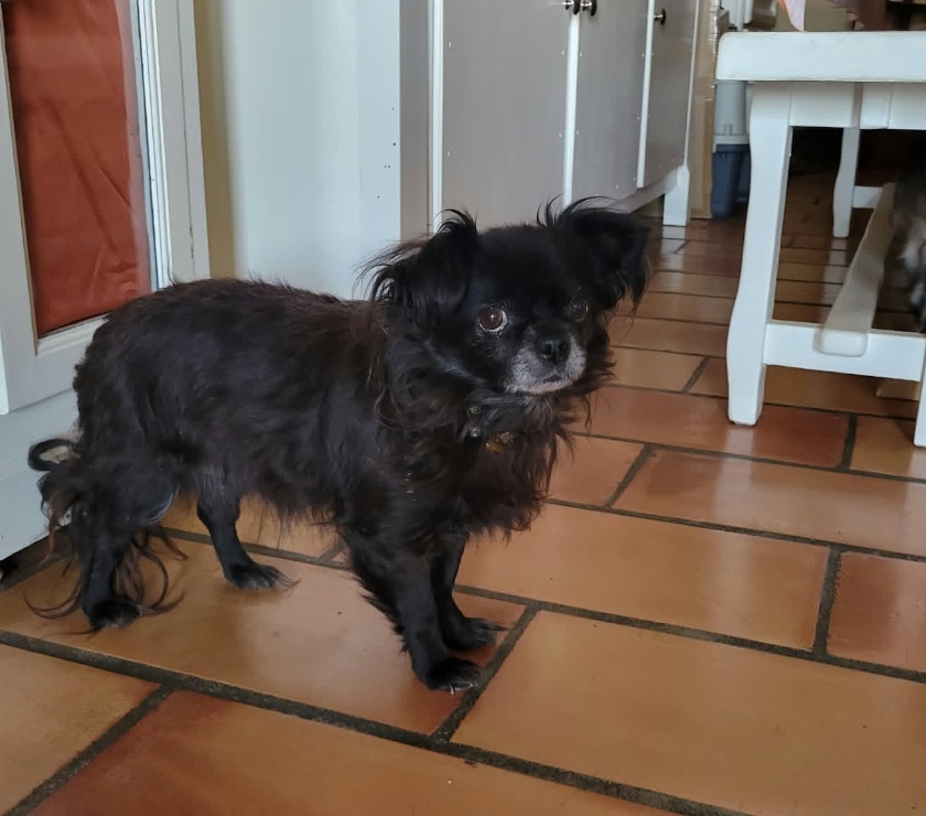 Puy St Martin - Drôme — Chien NETTI à l adoption