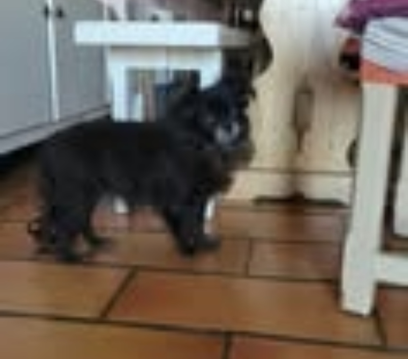 Don animaux Drôme Puy St Martin - 26450 - Photos Vivastreet Chien NETTI à l adoption