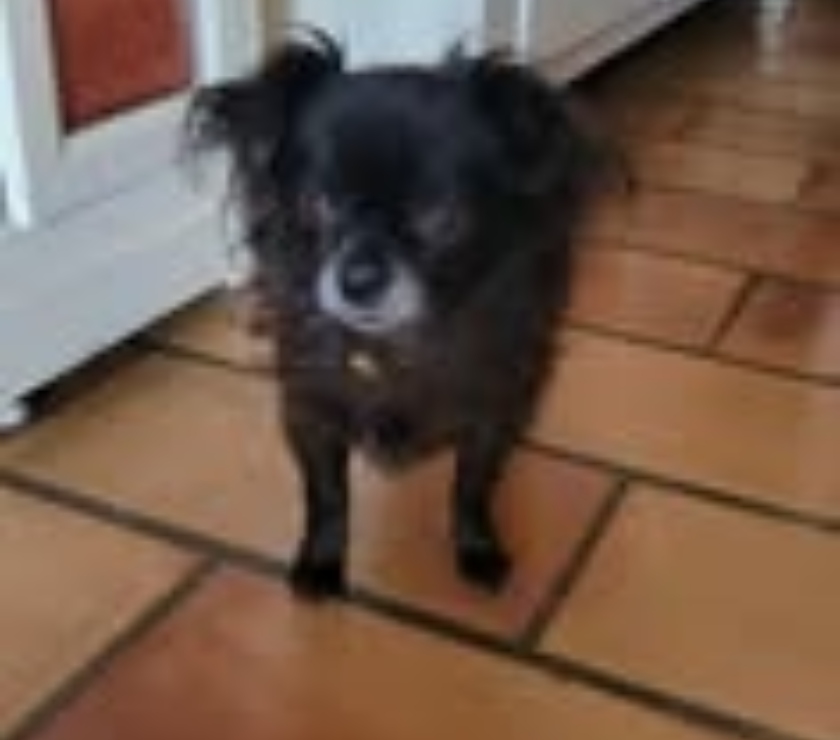 Don animaux Drôme Puy St Martin - 26450 - Photos Vivastreet Chien NETTI à l adoption
