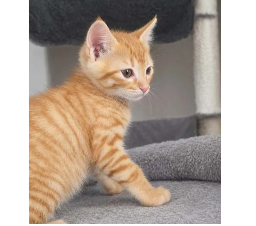 Don animaux Aude Carcassonne - Photos Vivastreet Bambi chaton roux 2 mois cherche famille serieuse